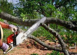 Best Tree Cabling and Bracing  in Lodi, OH